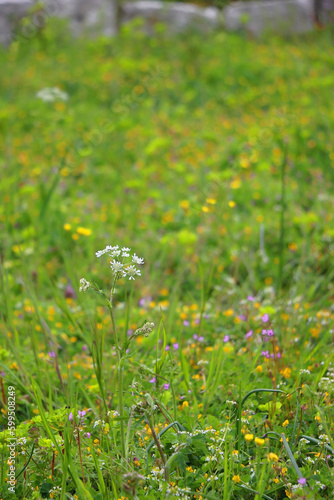 Wild flowers and rocks on the meadow. Selective focus.