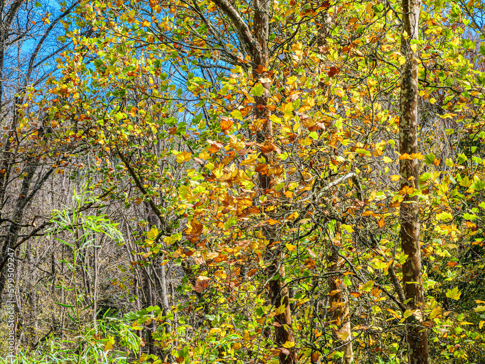 Multi Coloured Leaves Multi Coloured Leaves