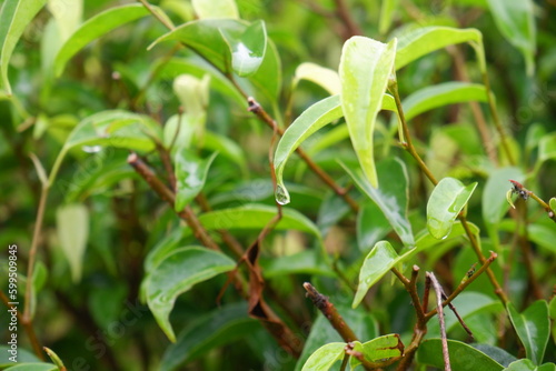 Syzygium formosanum plant in the garden. Green tropical plant leaves.