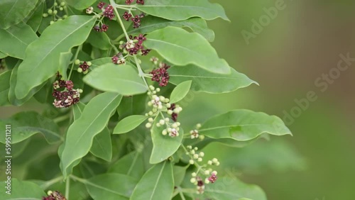 A young sandalwood tree with blossoms on its branches during the spring photo