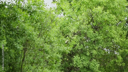 A wide view of young sandalwood tree plantations in countryside fields photo