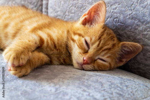 Close-up of a small cute ginger kitten sleeping on the sofa. Pets, care.