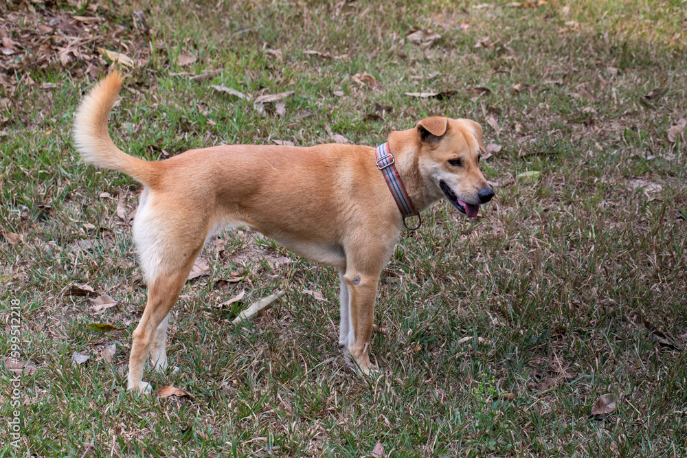 Brown dog in the farm