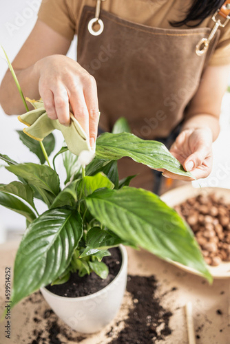 Close up of Unrecognizable Female gardener hands wiping white peace lily spathiphyllum plant leaves. Cleaning indoor plants, caring of home green plants indoors, home garden, hobby, gardening blog