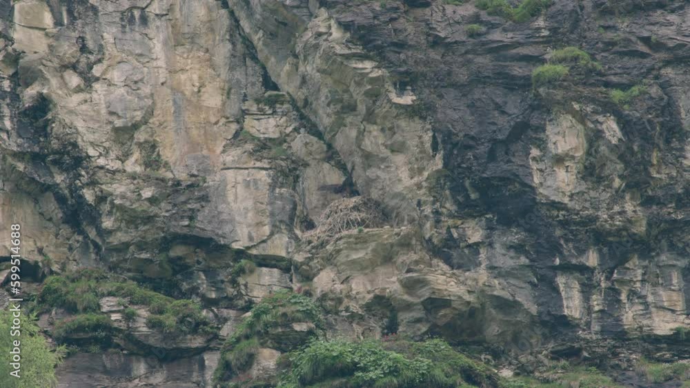 Young Bearded Vulture trying to fly off the nest for the first time. (4K Resolution) Young Bearded Vulture trying to fly off the nest for the first time. (4K Resolution)