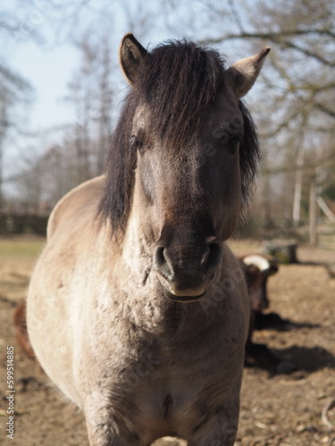 Konik polski