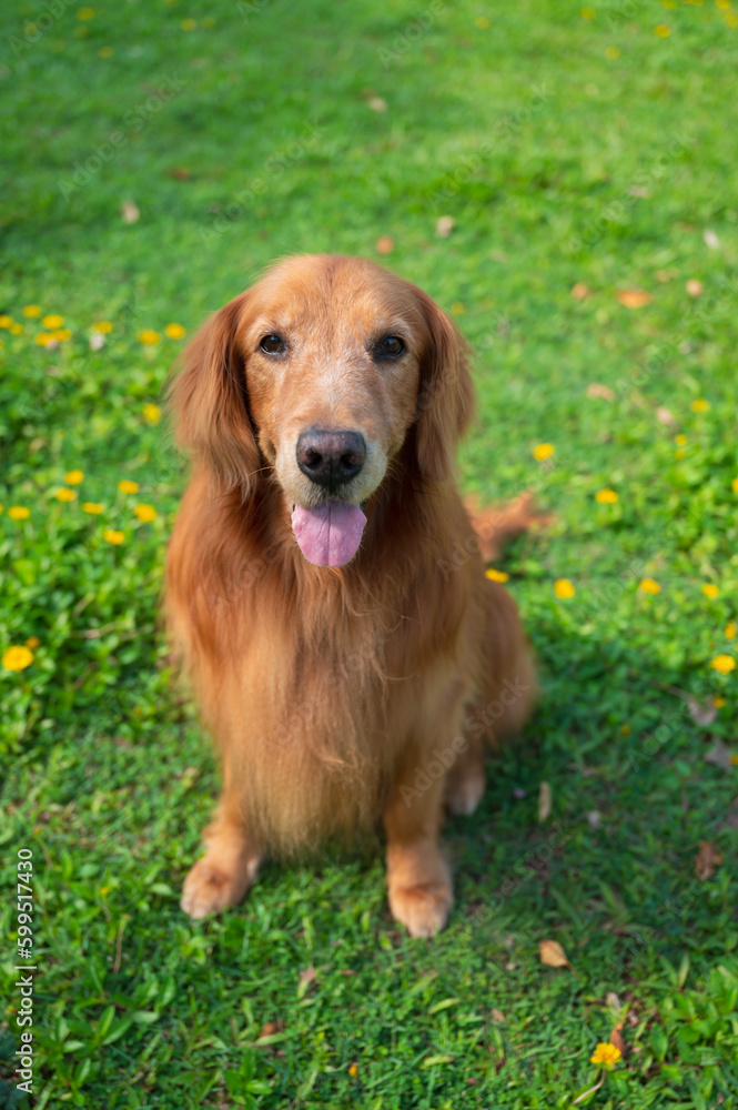 Golden retriever sitting on the grass Golden retriever sitting on the grass