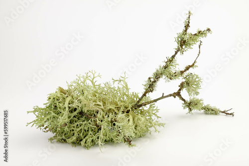 Cetraria islandica (iceland moss) isolated on white background
