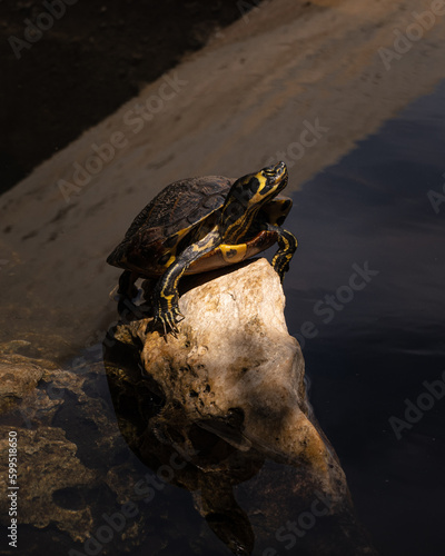 turtle in the water photo