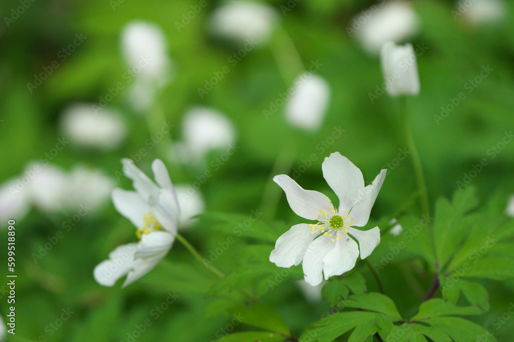 満開のヤブイチゲの花 満開のヤブイチゲの花