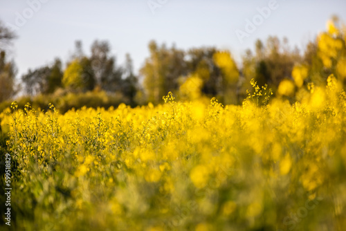 Rapsfeld im Frühjahr in schönem Gelb