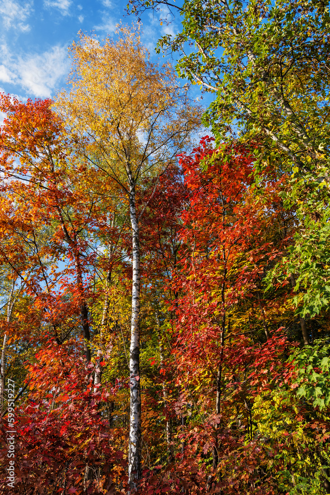 Autumn Forest Vibrant foliage