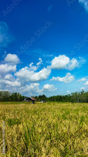 Landscape of rice field in Indonesian Village. (ID: 599520208)
