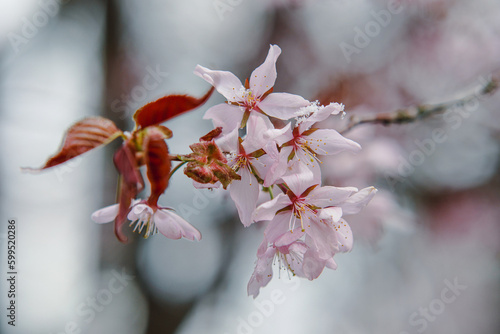 Sakura flowers in the snow. Beautiful spring wallpaper with flowers. Cherry covered with snow.