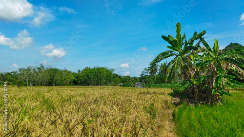 Landscape of rice field in Indonesian Village. (ID: 599520294)