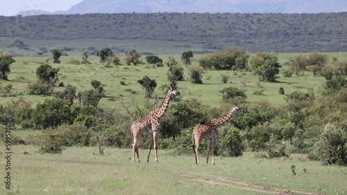 Giraffe grazing and walking in the grasslands of the Masai Mara safari park, Kenya 