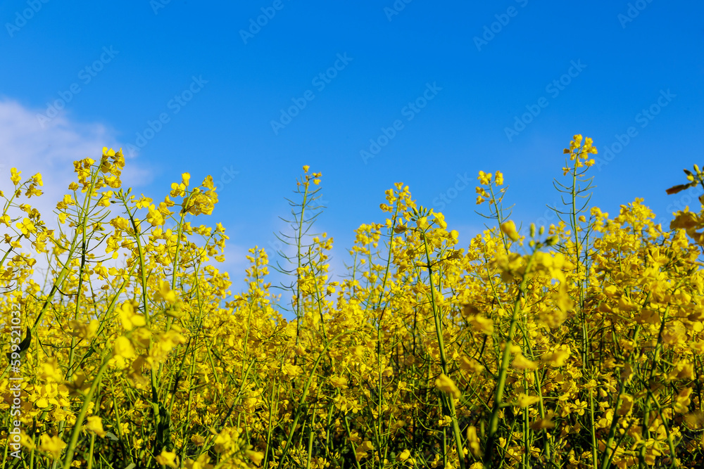 Yellow rapeseed flowers on the background of a yellow field of flowers and a blue sky. Oil and biofuel production. Annual oil plant. Agricultural market. Yellow rapeseed flowers on the background of a yellow field of flowers and a blue sky. Oil and biofuel production. Annual oil plant. Agricultural market.