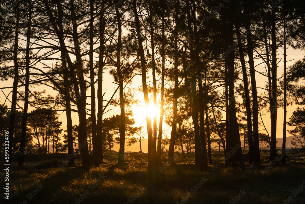 Pine forest in the Carreirón Natural Park into the Arousa island Pine forest in the Carreirón Natural Park into the Arousa island