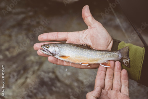 Mano di pescatore che mostra un salmeggino appena pescato nel torrente di montagna con la pesca a spinning	
