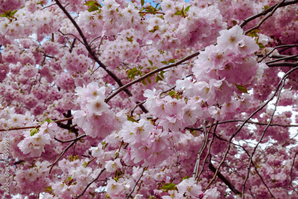 Sakura blossom of bright pink cherry trees in spring with blue sky background Sakura blossom of bright pink cherry trees in spring with blue sky background