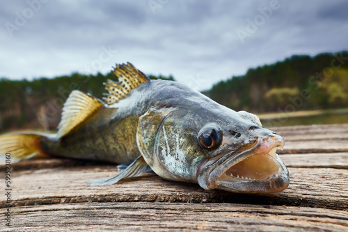 Foto Freshwater zander fish know as sander lucioperca just taken from the water on green fishing net