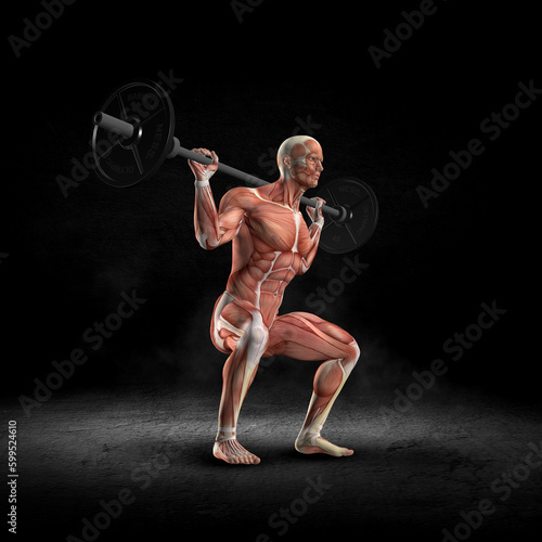 3D male medical figure in squat position with barbells with muscle map