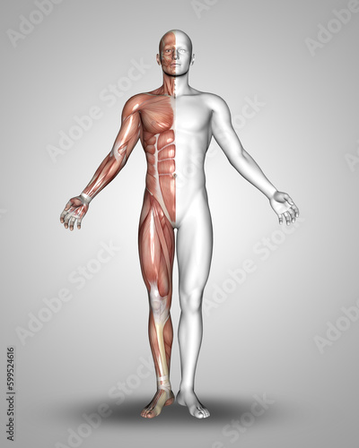3D male medical figure with half body of muscles map