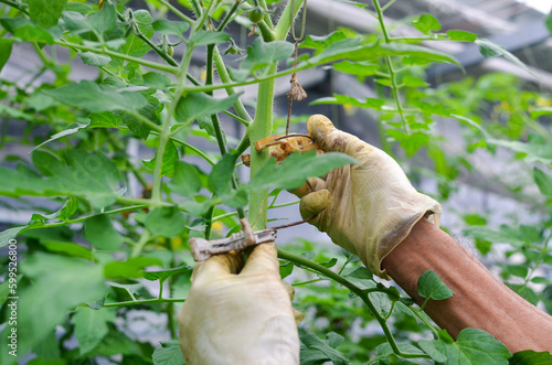 Farmer hands tying elongated branches (of cherry tomatoes) to the pillars and fixes them in the hothouse. (ミニトマトの)枝の誘引。