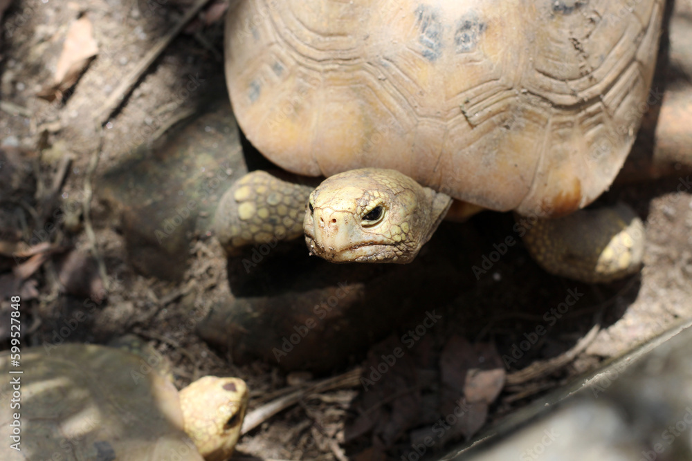 Obraz premium Elongated tortoise in the nature, Indotestudo elongata ,Tortoise sunbathe on ground with his protective shell ,Tortoise from Southeast Asia and parts of South Asia ,High yellow Tortoise
