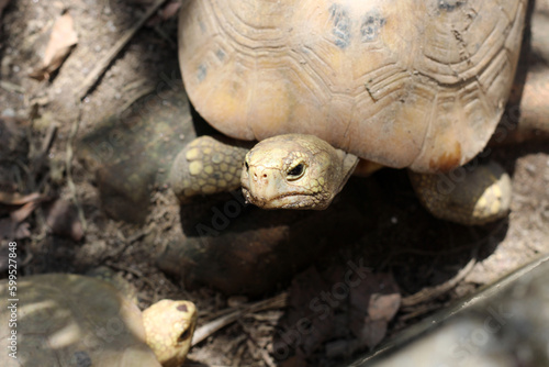 Elongated tortoise in the nature, Indotestudo elongata ,Tortoise sunbathe on ground with his protective shell ,Tortoise from Southeast Asia and parts of South Asia ,High yellow Tortoise © Aekkaphum