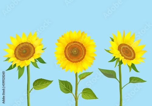 sunflower illustration                           