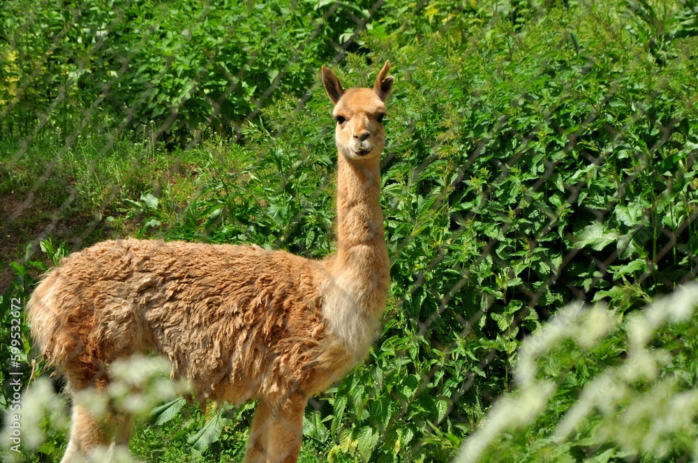 Obraz premium Animals are a traditionally (since the time of Aristotle) distinguished category of organisms, currently considered as a biological kingdom. Animals are the main object of zoology study.