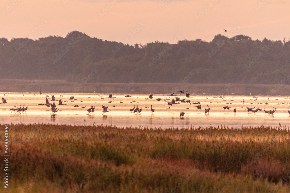 Fototapeta premium Schlafplatz der Kraniche am Pramort.