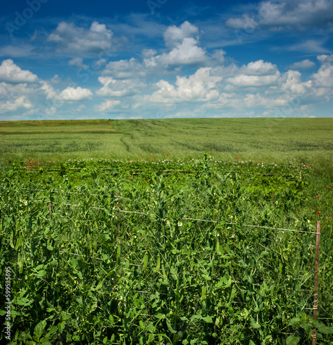 selective focus of green peas in the peasantry on a bright day with a blue sk...