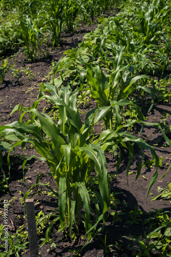 Young plant, corn leaves, A popular grain crop used for cooking or processing as animal feed. Agriculture.