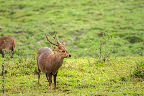 Close up of a Swamp Deer (Hyelaphus porcinus) in the grass land just beside the safari track at Kaziranga National Park. photo