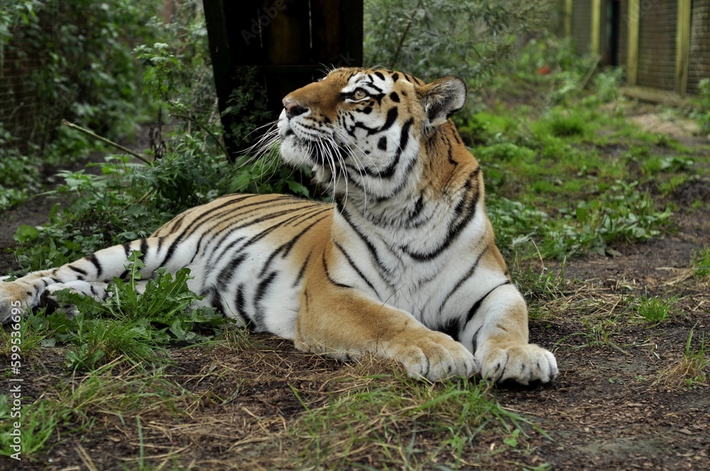 Animals are a traditionally (since the time of Aristotle) distinguished category of organisms, currently considered as a biological kingdom. Animals are the main object of zoology study. Animals are a traditionally (since the time of Aristotle) distinguished category of organisms, currently considered as a biological kingdom. Animals are the main object of zoology study.