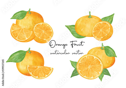 Variety compositions fresh orange fruits watercolor hand painting collection, Semi realistic illustration vector isolated on white background.