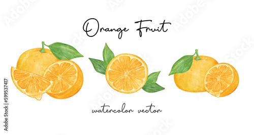 Group of different composition fresh orange fruits watercolor hand painting Semi realistic illustration vector isolated on white background.