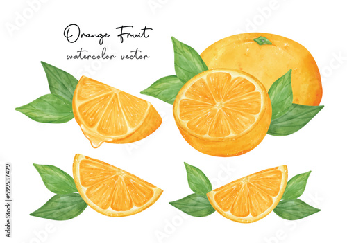 Fresh orange fruits watercolor hand painting collection, Semi realistic illustration vector isolated on white background.