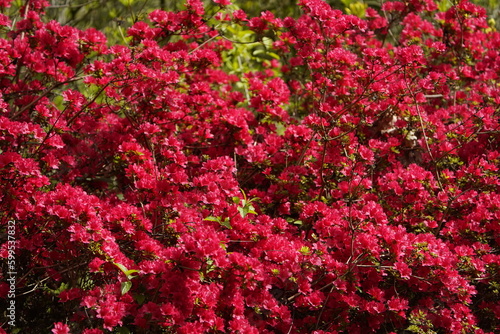 Fototapeta Naklejka Na Ścianę i Meble -  Red Japanese Azalea, Ericaceae family. Hanover – Burg, Germany.
