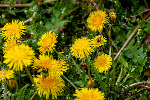 pszczoła zapylające żółty kwiatek  photo