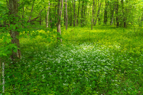 Wildflowers on glade in a green spring forest