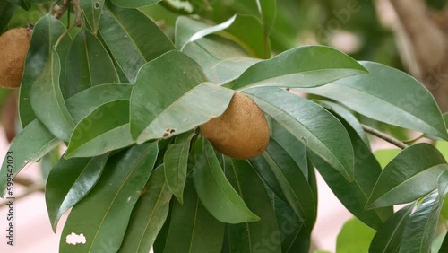 Fresh sweet sapodilla fruit with leaves on tree