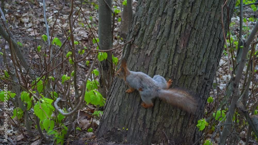 The grey moulting squirrel paused on the trunk of an old tree and ran away again through the spring forest. A close-up of a beautiful wild rodent with tassels on its ears, a fluffy long tail, red paws The grey moulting squirrel paused on the trunk of an old tree and ran away again through the spring forest. A close-up of a beautiful wild rodent with tassels on its ears, a fluffy long tail, red paws