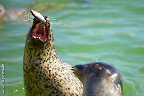 Seal eats fish