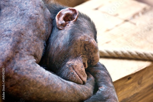 dreaming sleeping chimpanzee