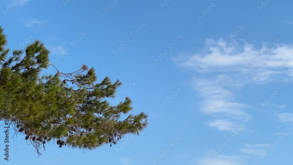 Blue sky, Pine branches swaying in the wind Blue sky, Pine branches swaying in the wind