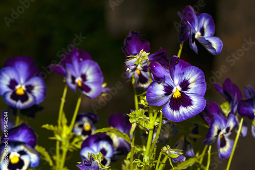 Pensamiento azul