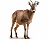 photo of goat antelope isolated on white background. Generative AI